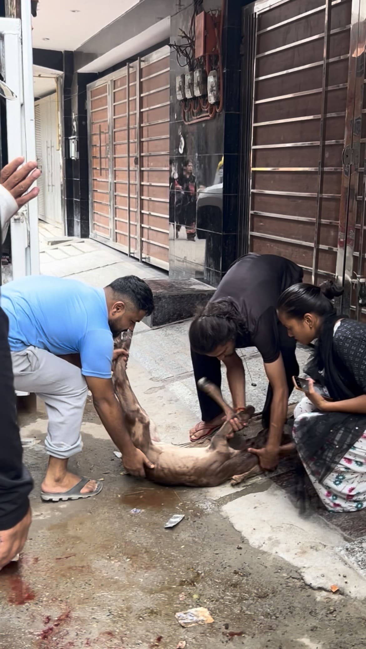 Emergency Cow Delivery & Care Rescue